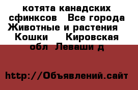 котята канадских сфинксов - Все города Животные и растения » Кошки   . Кировская обл.,Леваши д.